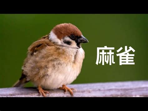 家中 飛 來 鳥|【鳥飛進家裡】家有喜事來了！鳥飛進家裡預示著什麼吉凶？